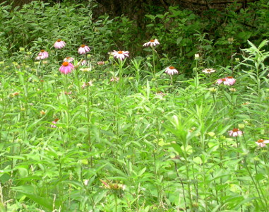 [Amidst a sea of green are tall-stemmed flowers with red-purple center balls from which shades of purple petals extend downward.]